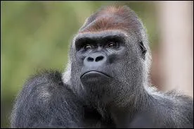 Le mle dominant des groupes des gorilles est appel  dos argent  .