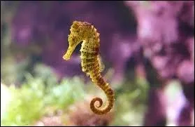 La particularit de l'hippocampe est que le mle porte les 100  200 ufs dans une poche ventrale.
