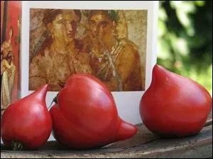 Je vous propose une question libertine. La tomate  Tton de Vnus  est certainement tentatrice. Imaginez de forts jolis fruits  chair dense. Quelle autre espce porte le mme nom velout ?