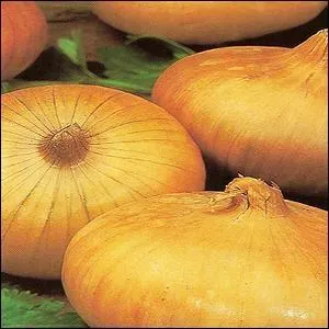 Varit prcoce et productive d'oignon. Le bulbe est gros, jaune plat  enveloppe paisse. Trouvez son nom.