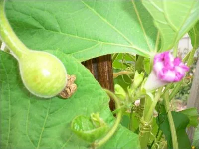 C'est ainsi que vous allez faire repentance en prenant les chemins des  randonneurs  du Moyen ge. Ils se servaient de ce fruit de la famille des cucurbitaceae comme rserve d'eau.