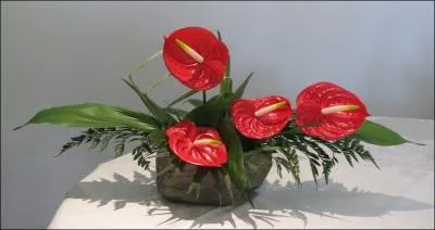 Si cette fleur est rouge, elle reprsente une invitation  l'amour et  la fougue sensuelle. Orange, elle vous propose un flirt ou une aventure. Quel nom porte-t-elle ?