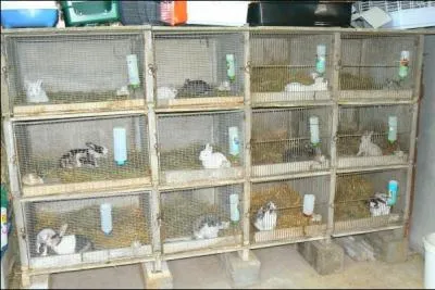 Il est devenu la star des lapins sur les tables toiles. Pourtant, ce lapin, au dpart, avait t slectionn pour sa fourrure. Elle a d'ailleurs une marque dpose :  L'Orylag . C'