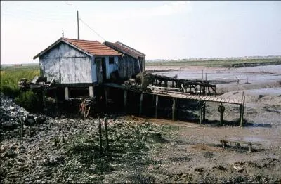 Les hutres Marennes Olron bnficient d'une IGP depuis 2009. 3 varits sont ainsi protges. Une mauvaise appellation s'est glisse ci dessous. Laquelle ?