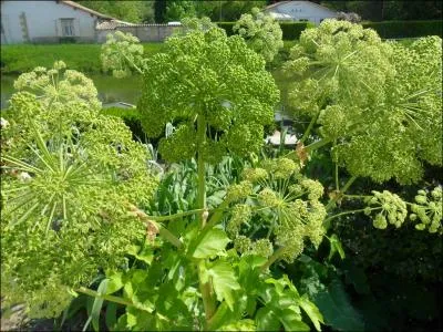Contre quel mal l'anglique du Marais Poitevin (dlicieuse en confiserie ou en liqueur) ne possde pas de vertu ?