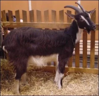 Nos belles chvres poitevines sont  l'origine de 2 fromages de chvre AOC. Lesquels :