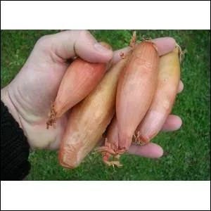 Les  cuisses de poulet  en Poitou sont des alliacs connus aussi sous le nom :