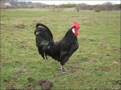 Brillat-Savarin disait de cette race de poulet, des Charentes, que sa chaire est ferme avec un got prononc, presque giboyeux. Il possde maintenant un label  Sign Poitou charentes c'est la race :