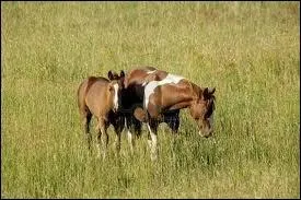 Quelle est la rpartition idale de ses taches ?