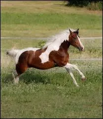 Parmi ces races, lesquelles peuvent tre parmi les pintos ? (plusieurs rponses possibles)