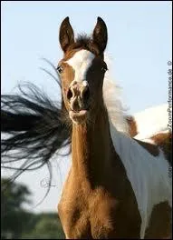 Quelle est la taille minimum d'un pinto ?