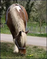 Une jument comtoise pie nous a quitt , c'tait la dernire au monde !