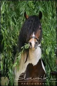 Qu'est-ce qu'un pinto ?