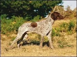 Quelle est cette race ?