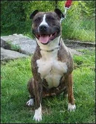 Quelle est cette race ?