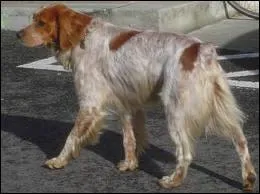 Quelle est cette race ?