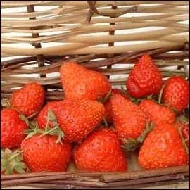 Si vous deviez porter cette fraise de collection en bijou, cela serait certainement en rapport avec ses vertus. La varit s'appelle :