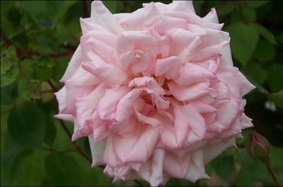 Commençons avec la plus belle des fleurs : la rose. Celle-ci porte le nom donné aux maîtresses du roi.
