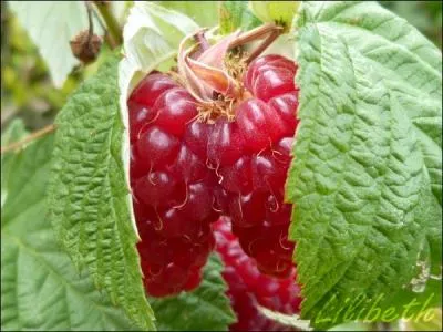  Dshabillez-moi, dshabillez-moi Oui, mais pas tout de suite, pas trop vite . pourrait dire la framboise qui veut un effeuillage, en :