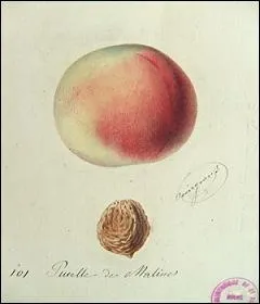 Oh ! s'offusque la reine blanche des vergers, portant le nom de Pucelle de Malines.