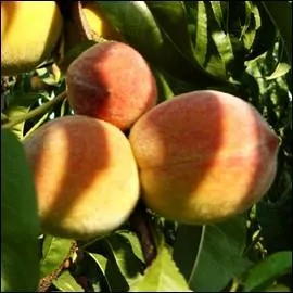 La varit suivante connut son heure de gloire sous Louis XIV.