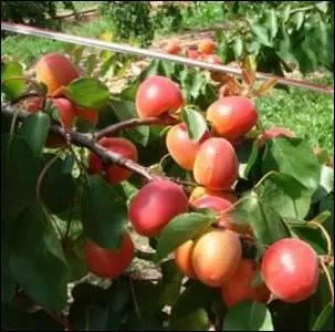 La rencontre semble bien engage. Le nom de cet abricot tmoigne d'une vision rotique.
