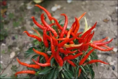 Il en faut un pour relever l'intrt de la situation et donner une ambiance.