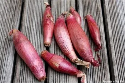 L'chalion, ou chalote  cuisse de poulet  , est une varit (... ) qui ressemble  l'chalote et souvent confondue avec cette dernire. Compltez et retrouvez le terroir.