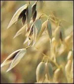 L'avoine. On la dit folle. Est-ce pour cela que des noms bien vocateurs lui sont attribus ? Comment celle-ci est-elle caractrise ?