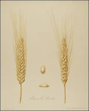 Gageons que cette espce de bl, qui porte le nom du personnage ayant des manires lgantes et honntes, va s'approcher.