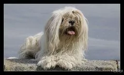 Quelle est la race de ce chien ?