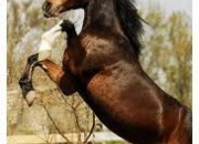 Quiz Races des chevaux franais