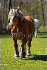 Joli cheval de race ... .