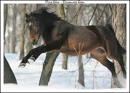 Quelle est la race de ce cheval ?