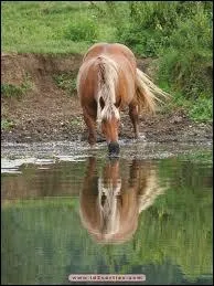 Quelle est la race de ce magnifique cheval ?