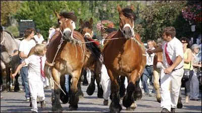 Quelle est la race de ces chevaux ?