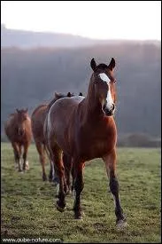 De quelle race sont ces chevaux ?