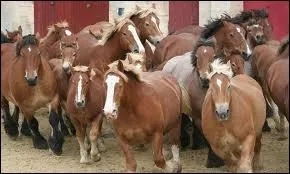 Quelle est la race de ces chevaux ?