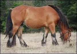 De quelle race est ce cheval ?