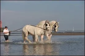 Quelle est la race de ces 2 chevaux blancs ?