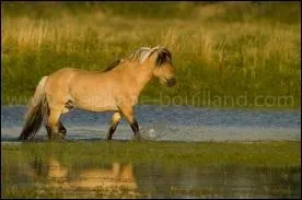 Quelle est la race de ce petit cheval ?