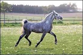 Quelle est la race de ce beau gris ?