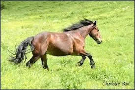 Un bon petit galop pour ce cheval de race ...