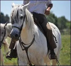 Quelle est la race de ce cheval ?