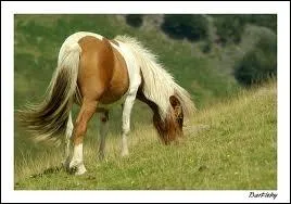 Quelle est sa race ?