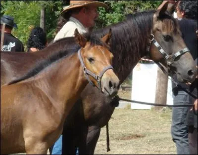 Quelle est la race de cette jument et de son poulain ?