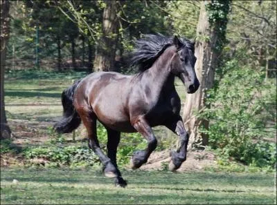 Quelle la race de ce joli cheval qui galope ?
