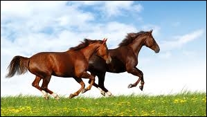 A quelle allure se déplacent ces chevaux ?