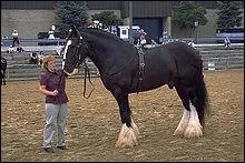 Quelle est cette race ?