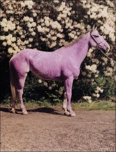 La robe de ce cheval est naturelle .